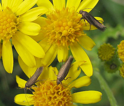 Adult &bull; Nailsworth, Gloucestershire &bull; &copy; Guy Meredith