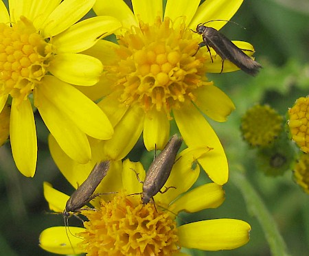 Scythris crassiuscula