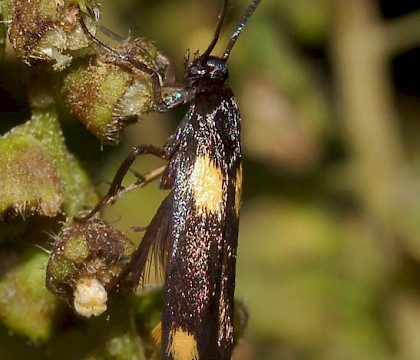 Adult &bull; nr. Milan, Italy &bull; &copy; Franco Fiaschi