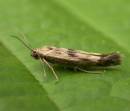 Adult &bull; Schoten, Antwerp, Belgium &bull; &copy; Adriaan Peeters