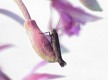 Scythris inspersella