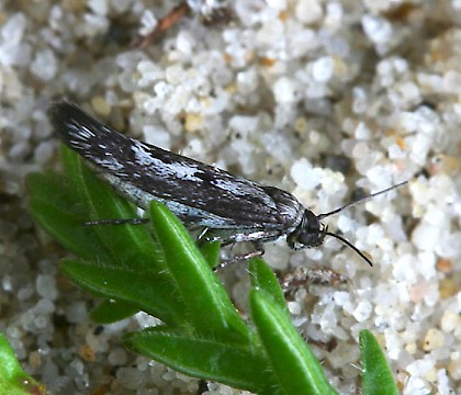 Adult &bull; Dorset &bull; &copy; Chris Manley