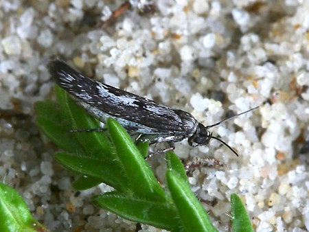 Scythris empetrella