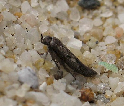 Adult &bull; Dorset &bull; &copy; M. Parsons/Butterfly Conservation