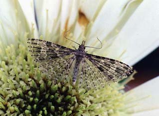 Twenty-plume Moth Alucita hexadactyla