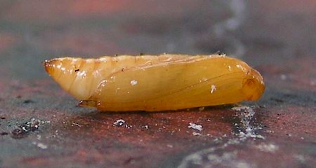 Twenty-plume Moth Alucita hexadactyla