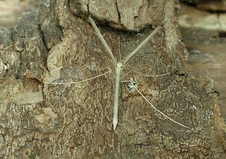 Agdistis bennetii