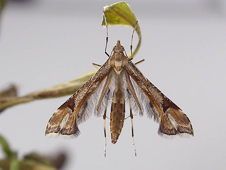 Goldenrod Plume Platyptilia calodactyla