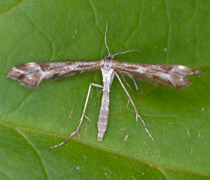 Adult &bull; Kvikne, Oppland, Norway &bull; &copy; Svein Bekkum