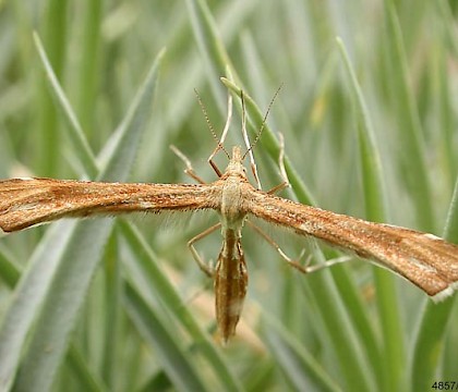 Adult &bull; CairnCummer, Aberdeenshire &bull; &copy; Chris Harlow