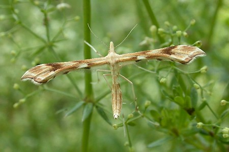 Tansy Plume Gillmeria ochrodactyla