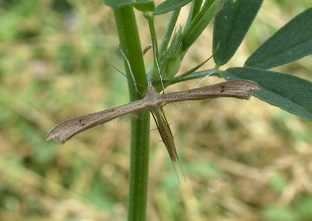 Brown Plume Stenoptilia pterodactyla