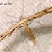 Adult • Ex larva on Succisa pratensis. Derbyshire. • © Ian Smith